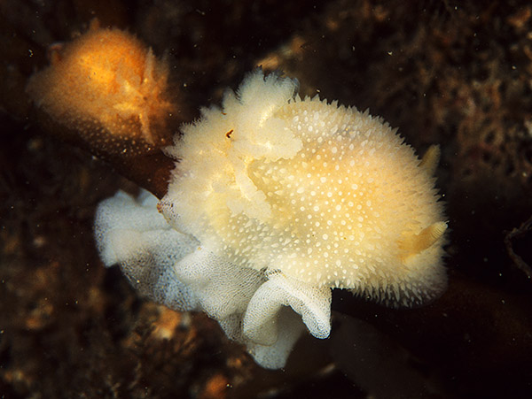 Acanthodoris pilosa - Sea Slugs & Sea Hares (Nudibranchs etc)