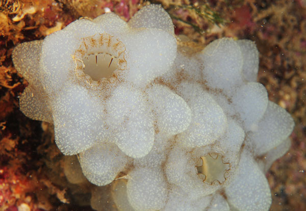 Phallusia mammillata - Sea Squirts (Tunicata)