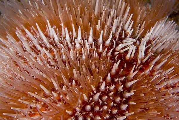 Echinus esculentus detail - Sea Urchins (Echinodermata)