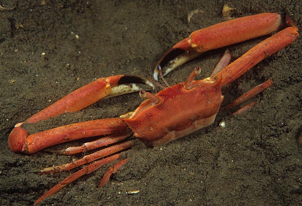 Goneplax rhomboides - Crabs, Lobsters, Shrimps & Prawns etc (Crustacea)