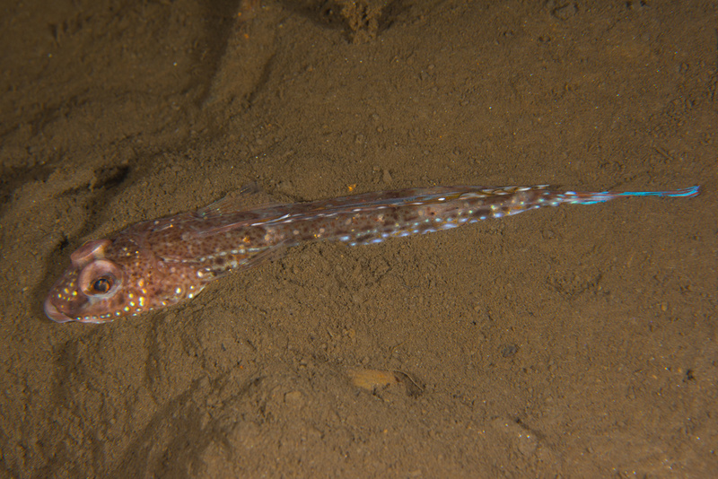 Callionymus maculatus - Fishes – bony and cartilagous (Pisces)