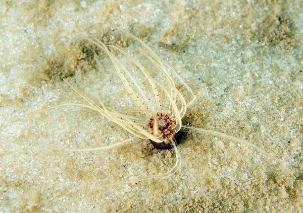 Scolanthus callimorphus - Anemones (Anthozoa)