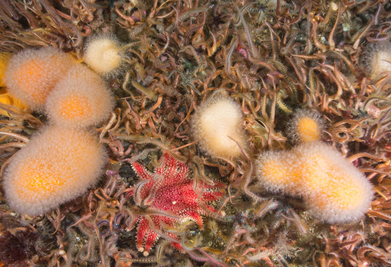 Scottish sea loch - Habitat Scenes