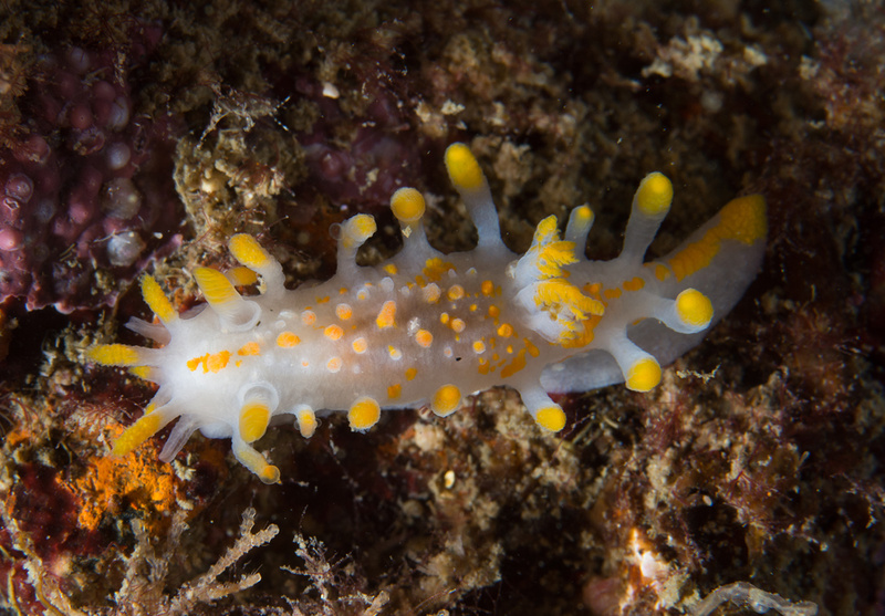 Limacia clavigera - Sea Slugs & Sea Hares (Nudibranchs etc)