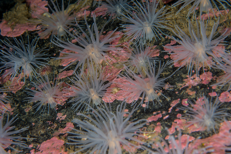 Protanthea simplex - Anemones (Anthozoa)
