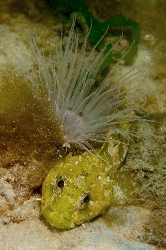 Taurulus bubalis - Fishes – bony and cartilagous (Pisces)