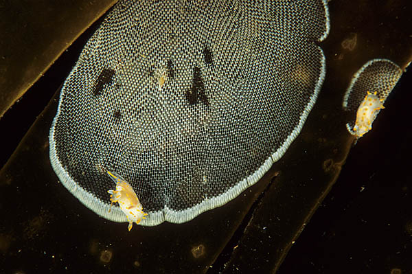 Membranipora membranacea - Sea Mats (Bryozoa)