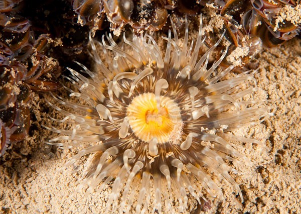 Sagartia troglodytes - Anemones (Anthozoa)