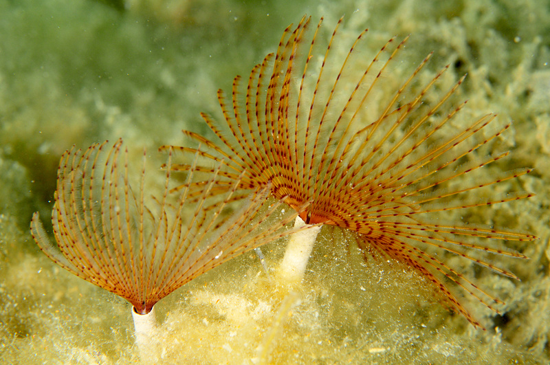 Sabella pavonina - Worms (from various groups)