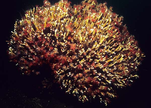Serpula vermicularis 'reef' - Worms (from various groups)