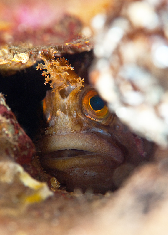 Chirolophis ascanii - Fishes – bony and cartilagous (Pisces)