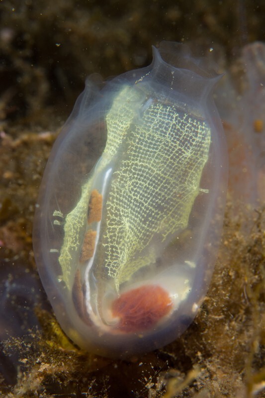 Corella parallelogramma - Sea Squirts (Tunicata)