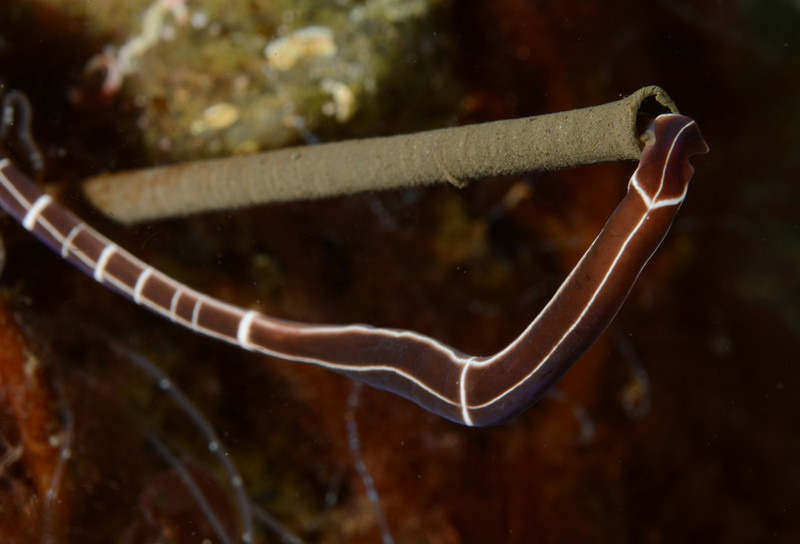 Tubulanus annulatus (b) feeding on fan worm - Worms (from various groups)