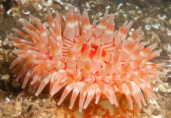 Urticina felina - Anemones (Anthozoa)