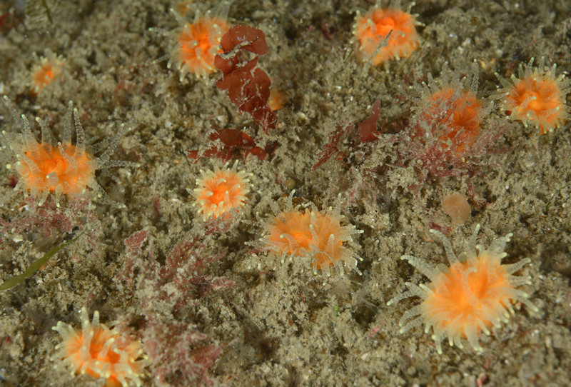 Balanophyllia regia - Corals (Anthozoa)