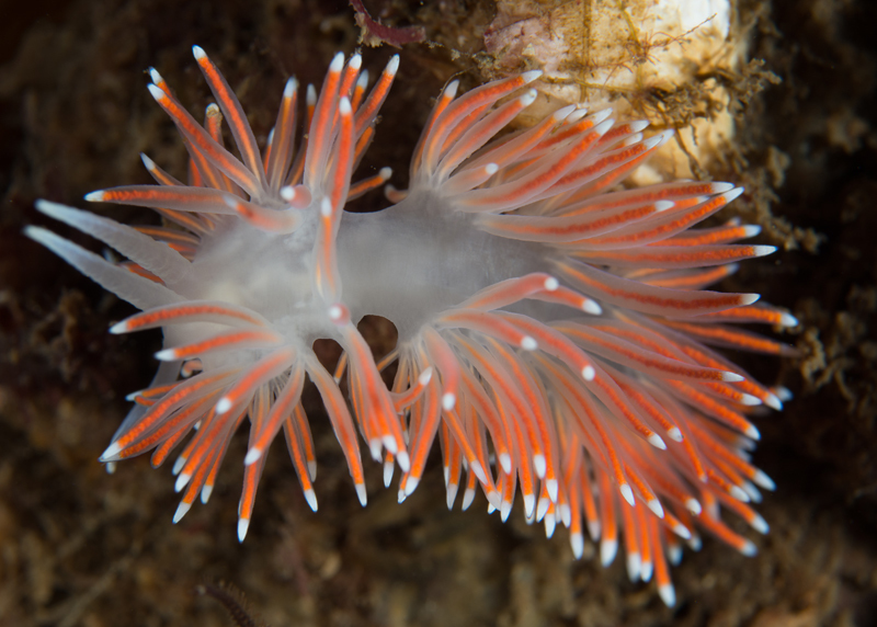 Carronella pellucida - Sea Slugs & Sea Hares (Nudibranchs etc)