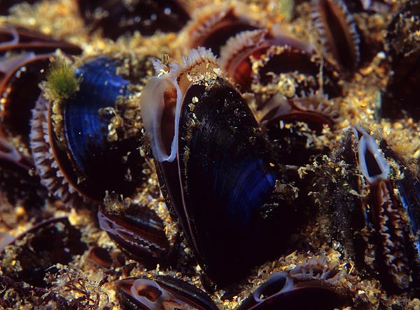 Mytilus edulis - Sea Snails, Bivalves & Lamp Shells (Mollusca etc)