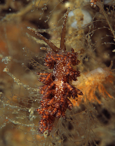 Eubranchus vittatus - Sea Slugs & Sea Hares (Nudibranchs etc)