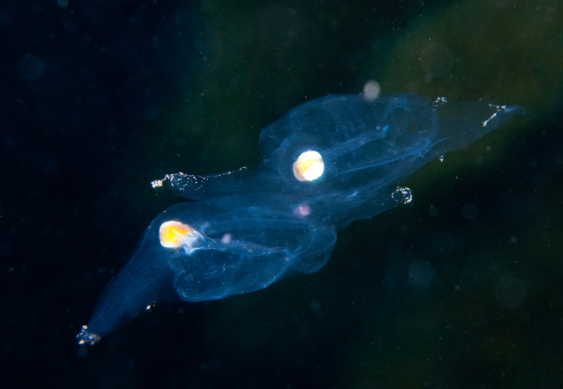 Salpa fusiformis TBC - Jellyfish and 'jelly-like' animals