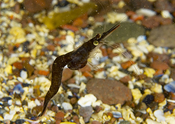 Neomysis integer - Crabs, Lobsters, Shrimps & Prawns etc (Crustacea)