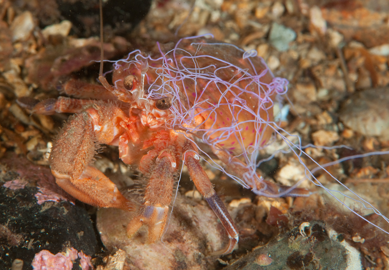 Cloak Anemone defence activated 3 - Behaviour observations