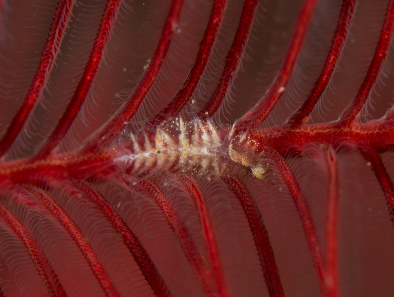 Subadyte pellucida - Worms (from various groups)