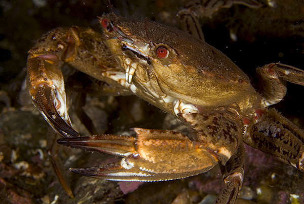 Necora puber - Crabs, Lobsters, Shrimps & Prawns etc (Crustacea)