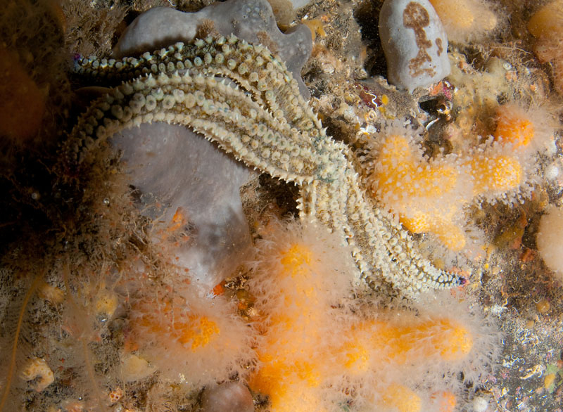 Large spiny starfish amongst sponges and coral - Habitat Scenes