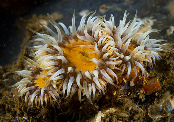 Sagartia elegans - Anemones (Anthozoa)