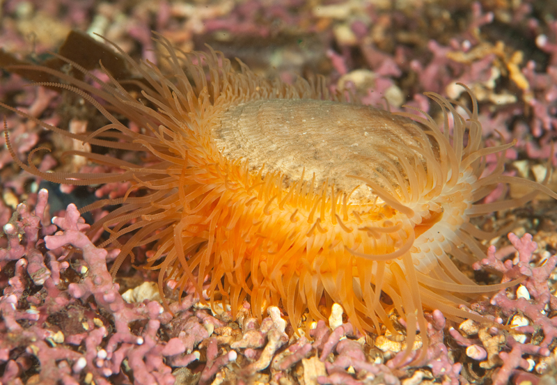 Limaria hians - Sea Snails, Bivalves & Lamp Shells (Mollusca etc)