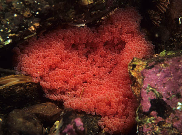 Taurulus bubalis eggs - Fishes – bony and cartilagous (Pisces)