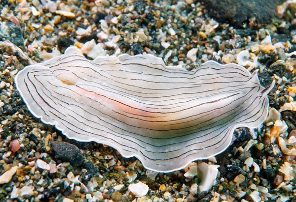 Prostheceraeus vittatus - Worms (from various groups)