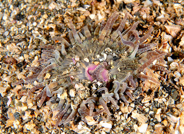 Anthopleura ballii - Anemones (Anthozoa)