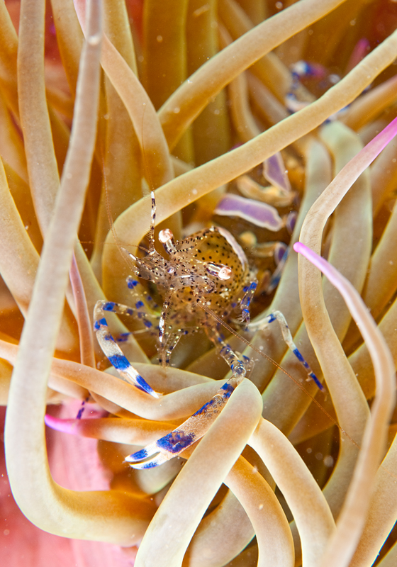 Periclimenes sagittifer - Crabs, Lobsters, Shrimps & Prawns etc (Crustacea)