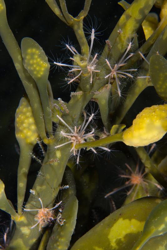 Clava multicornis - Sea Firs (Hydrozoa)