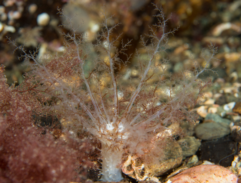 Neopentadactyla mixta - Sea Cucumbers (Echinodermata)