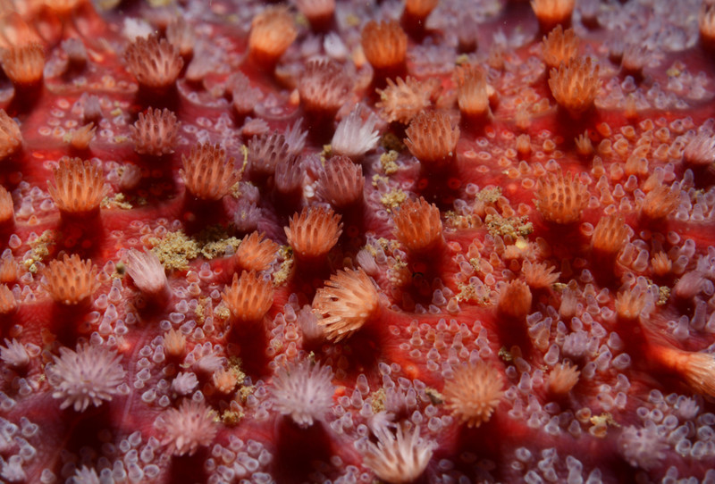 Crossaster papposus detail of surface - Starfish (Echinodermata)