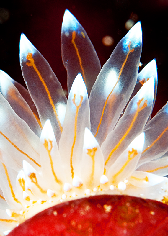 Antiopella cristata detail - Sea Slugs & Sea Hares (Nudibranchs etc)