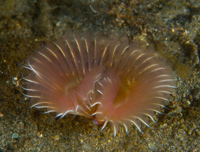 Chone infundibuliformis - Worms (from various groups)