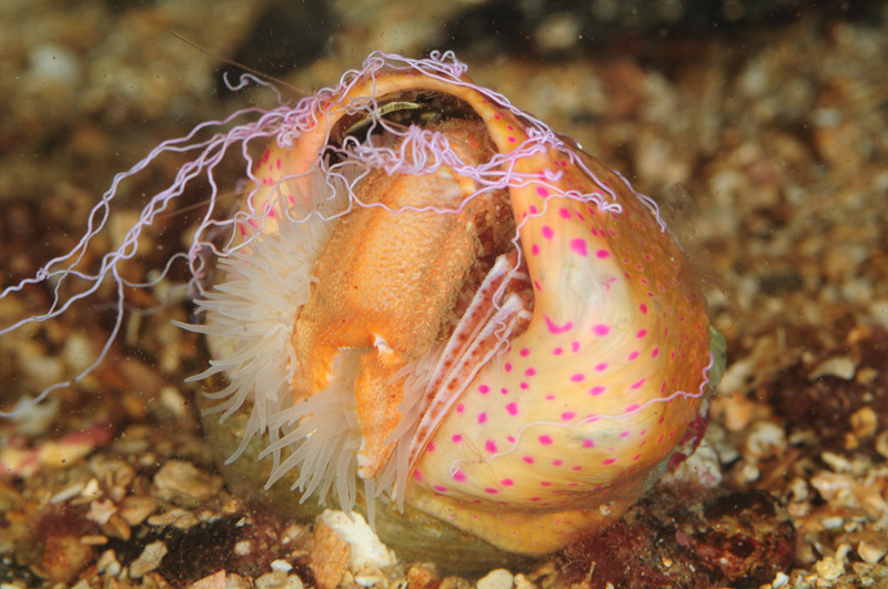 Cloak Anemone defence activated 1 - Behaviour observations