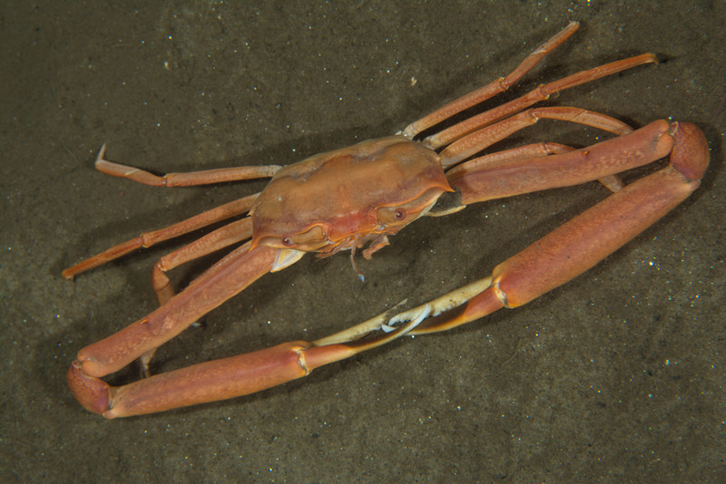Goneplax rhomboides - Crabs, Lobsters, Shrimps & Prawns etc (Crustacea)