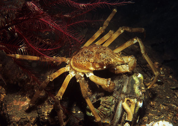 Hyas araneus - Crabs, Lobsters, Shrimps & Prawns etc (Crustacea)