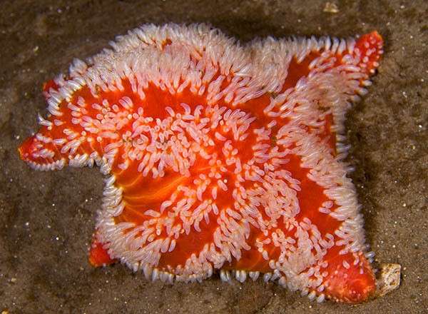 Porania pulvillus - Starfish (Echinodermata)