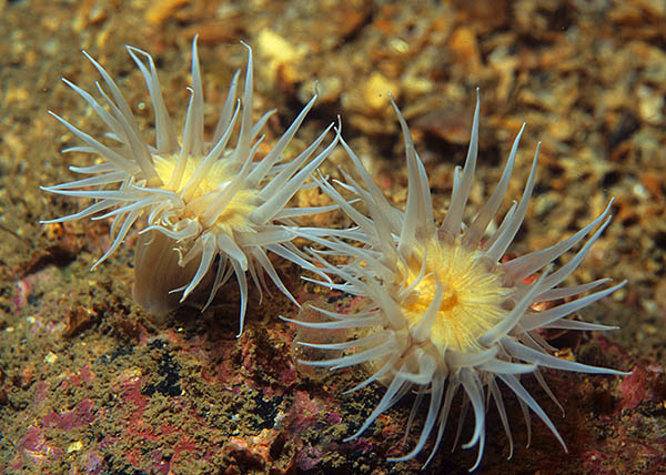 Actinothoe sphyrodeta - Anemones (Anthozoa)