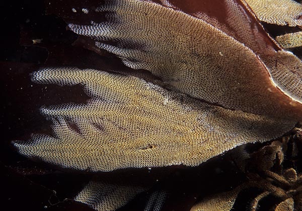 Electra pilosa - Sea Mats (Bryozoa)