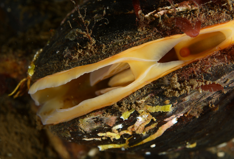 Modiolus modiolus - Sea Snails, Bivalves & Lamp Shells (Mollusca etc)