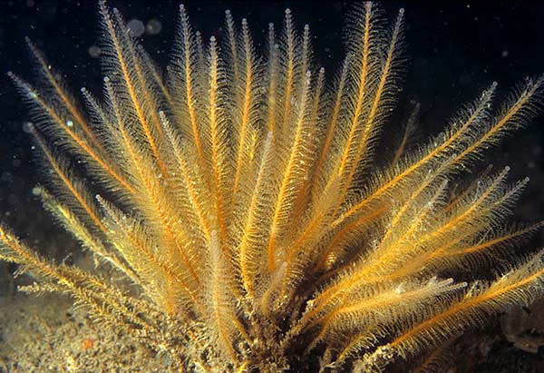 Nemertesia antennina - Sea Firs (Hydrozoa)