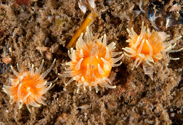 Balanophyllia regia - Corals (Anthozoa)