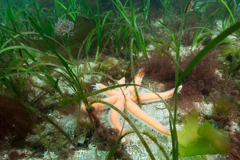 Seagrass bed (Scotland) 2 - Habitat Scenes