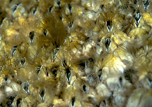 Barnacles - Crabs, Lobsters, Shrimps & Prawns etc (Crustacea)